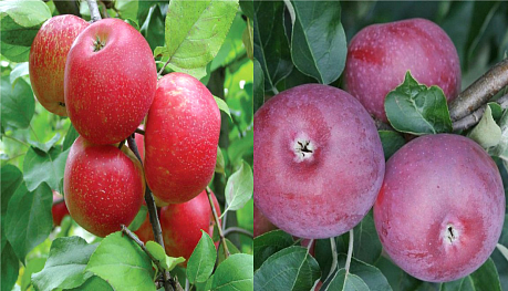 Дерево-сад (2-3х летка) яблоня 2 сорта Хоней Крисп - Лобо